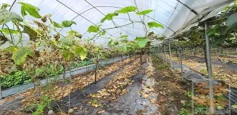 포도 재배 전정 시기 봉지 씌우기 병해 예방_10