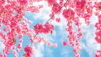 2025년 춘분 청명 봄 절기 인사말 이미지 일러스트_17