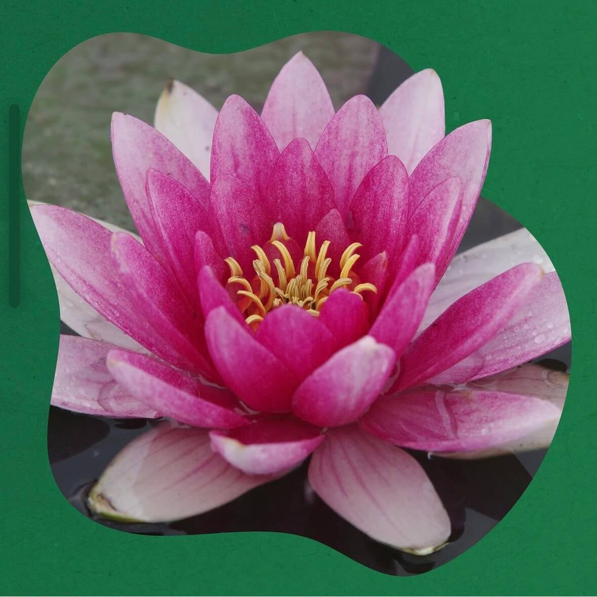 부여 궁남지 연꽃축제