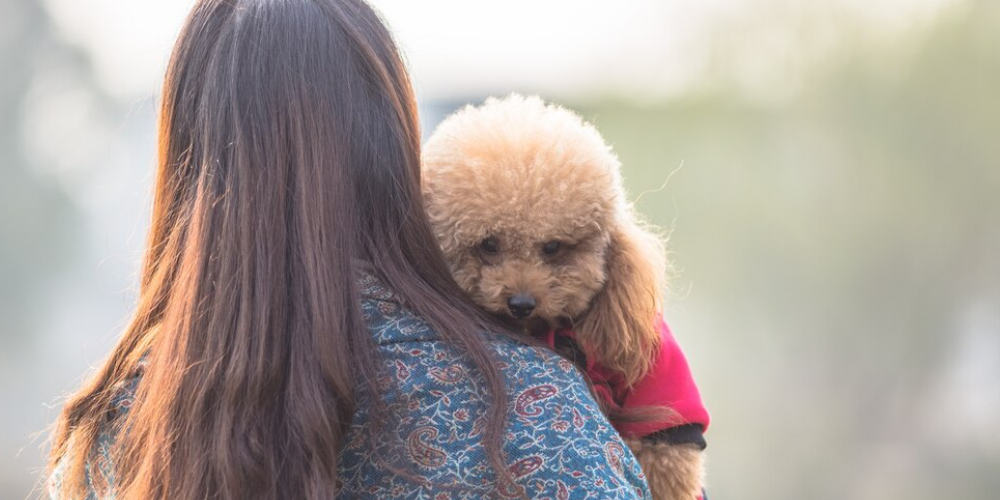 강아지가 안절부절 하는 이유 2