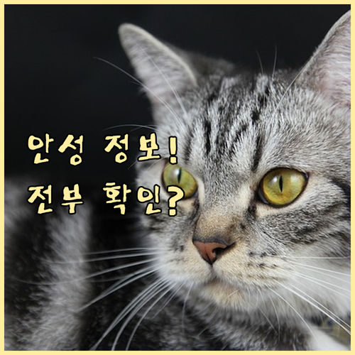 안성교차로 일자리 및 부동산 매물 정..