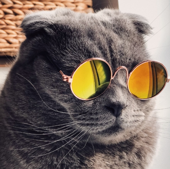 고양이 스트레스 해소 방법과 환경 관리 가이드