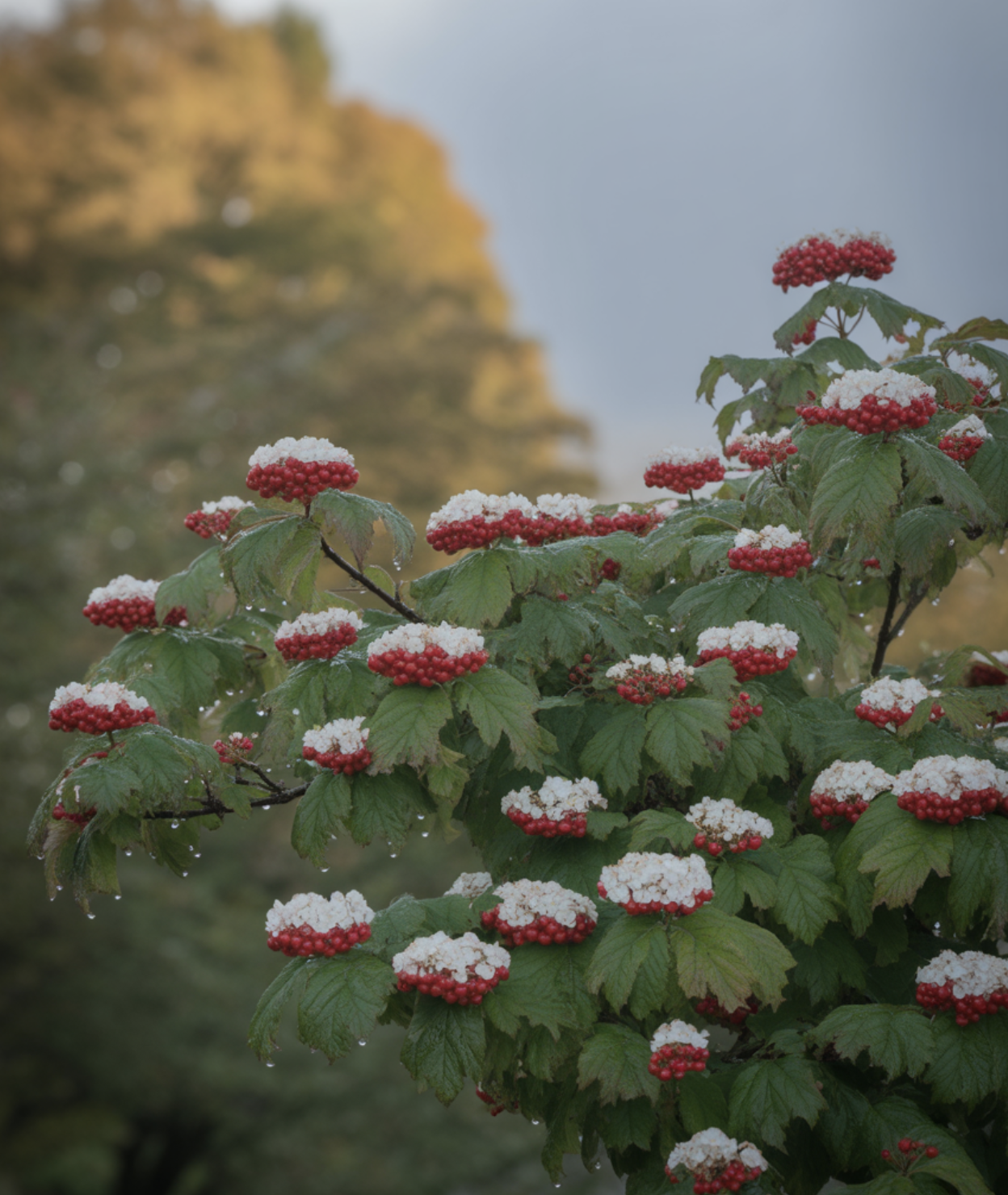 모든 것의 시작, '백당나무' (야생의 어머니)