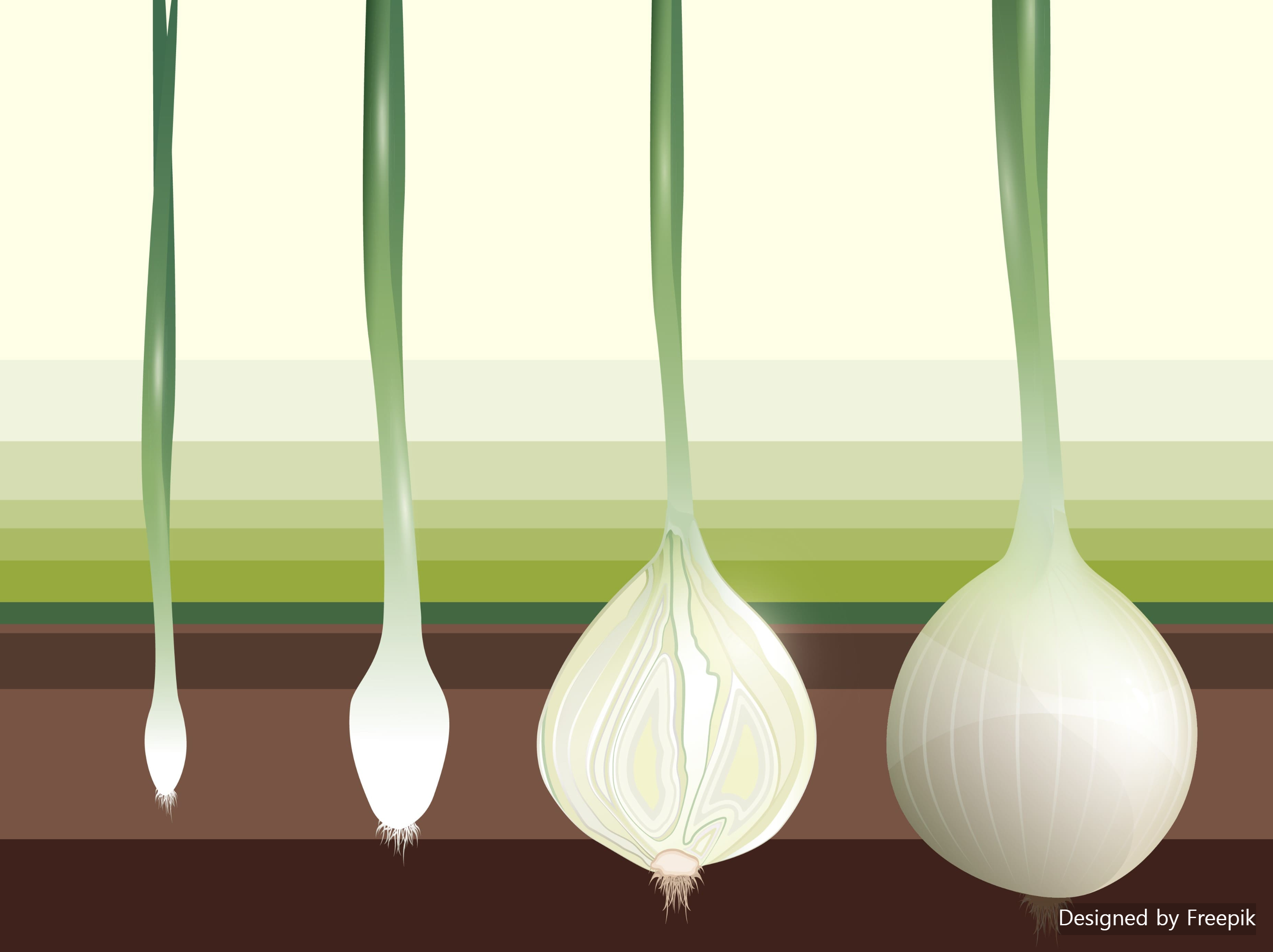 양파 수확 시기