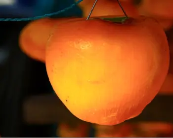 양촌 곶감축제_4