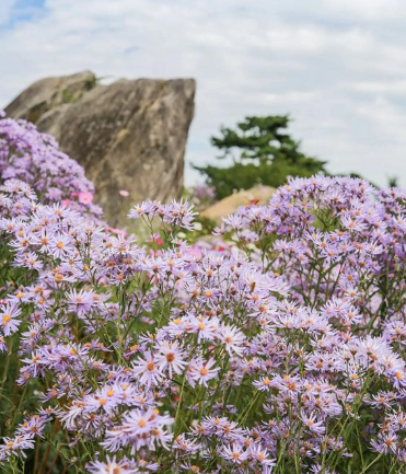 “보랏빛 사랑의 계절, 문경 봉천사 개미취 꽃밭”