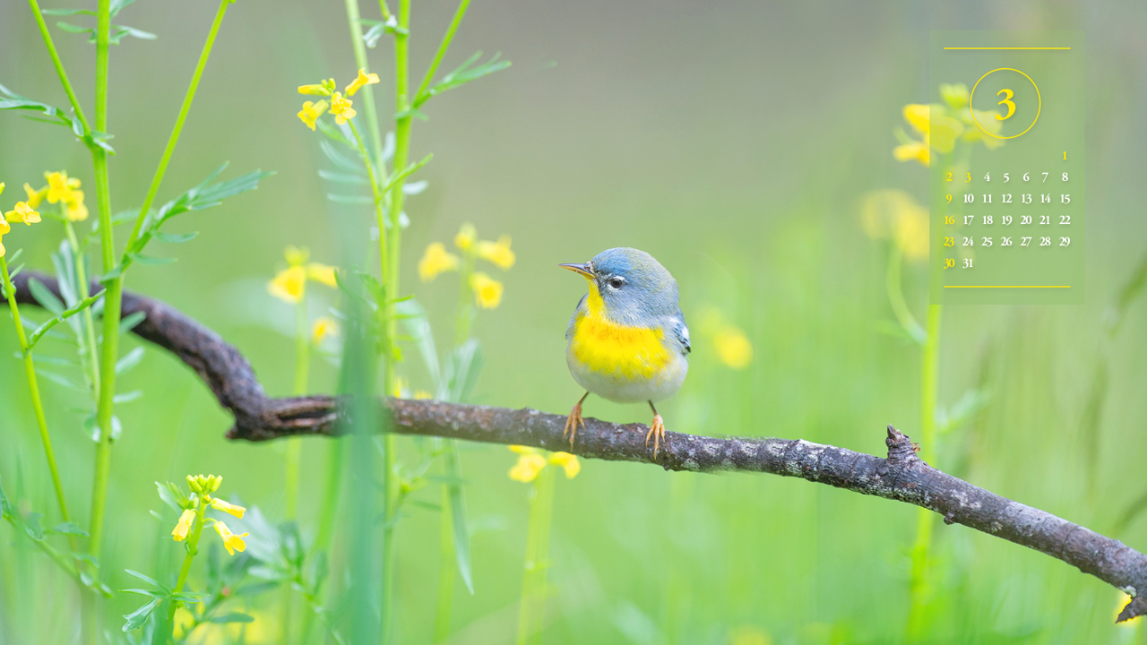 01 노란색 꽃과 새 A - 2025년3월 노트북배경화면