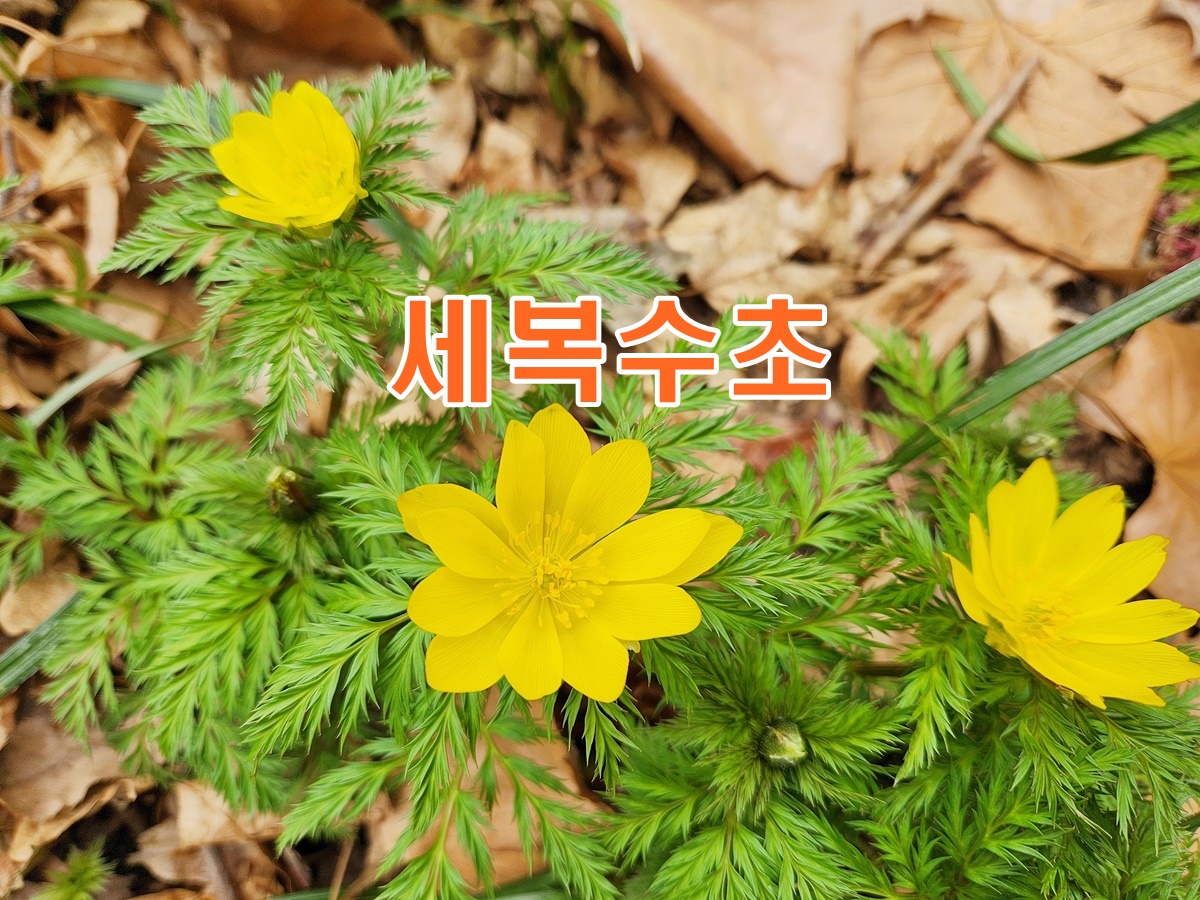 세복수초