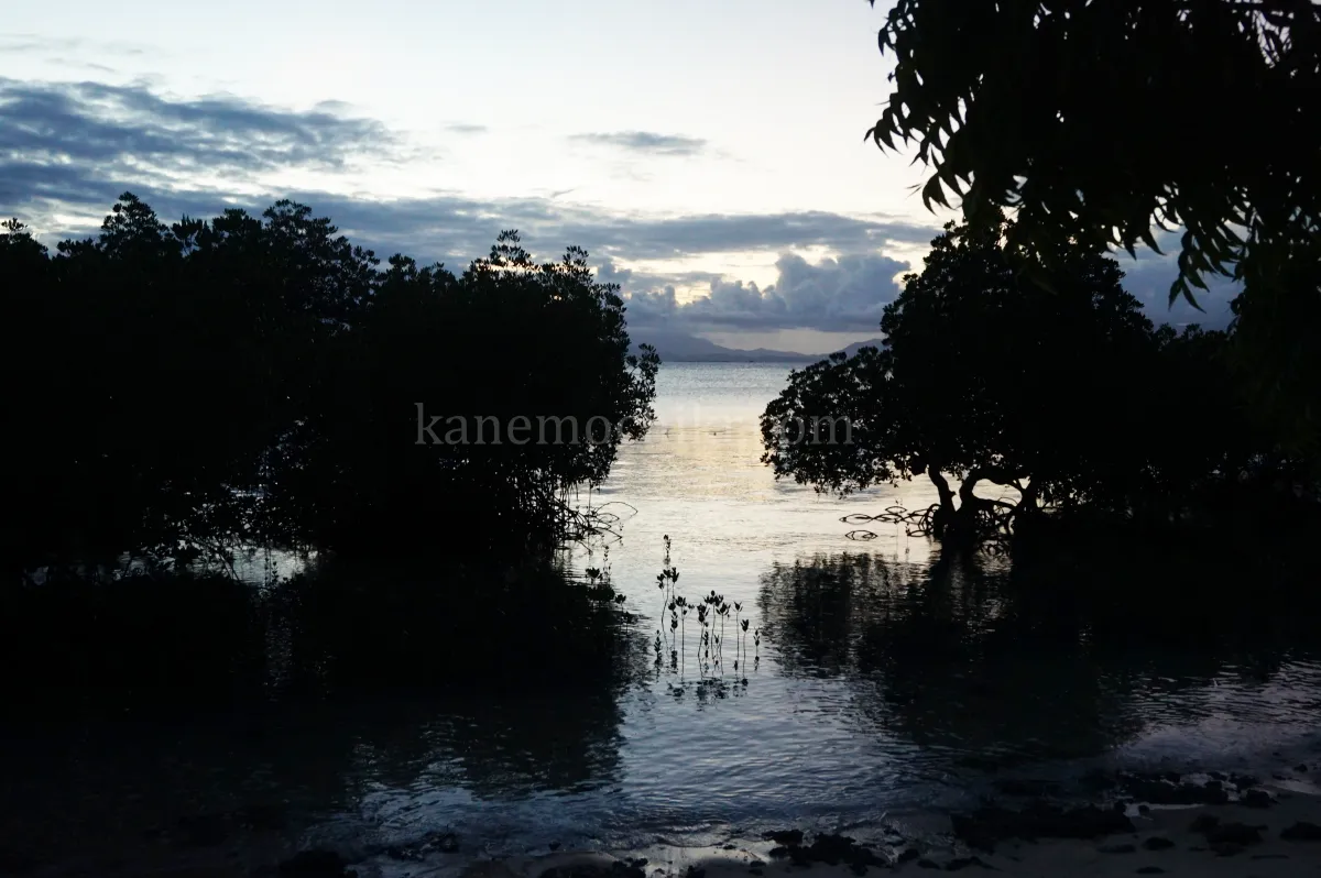 도스팔마스리조트-맹그로브숲