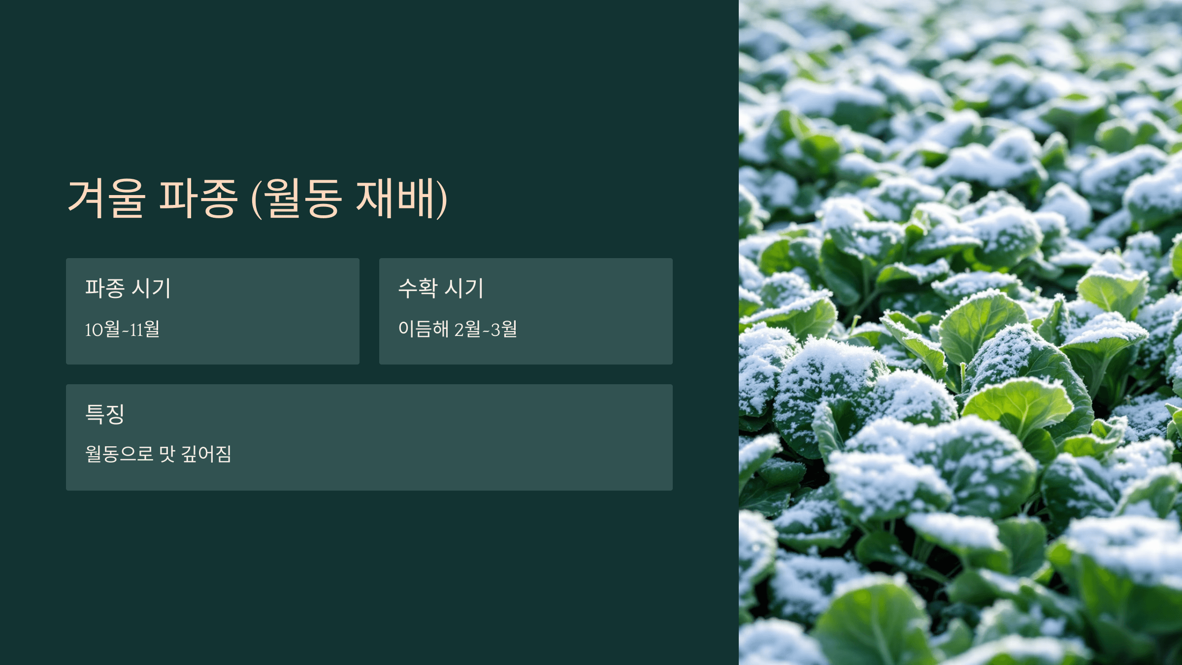 시금치 사진입니다.