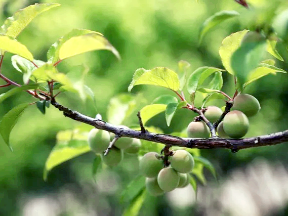 구연산이 풍부한 매실