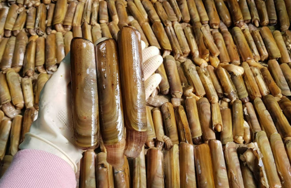 6시내고향 대맛조개 체험 택배 구입 문의