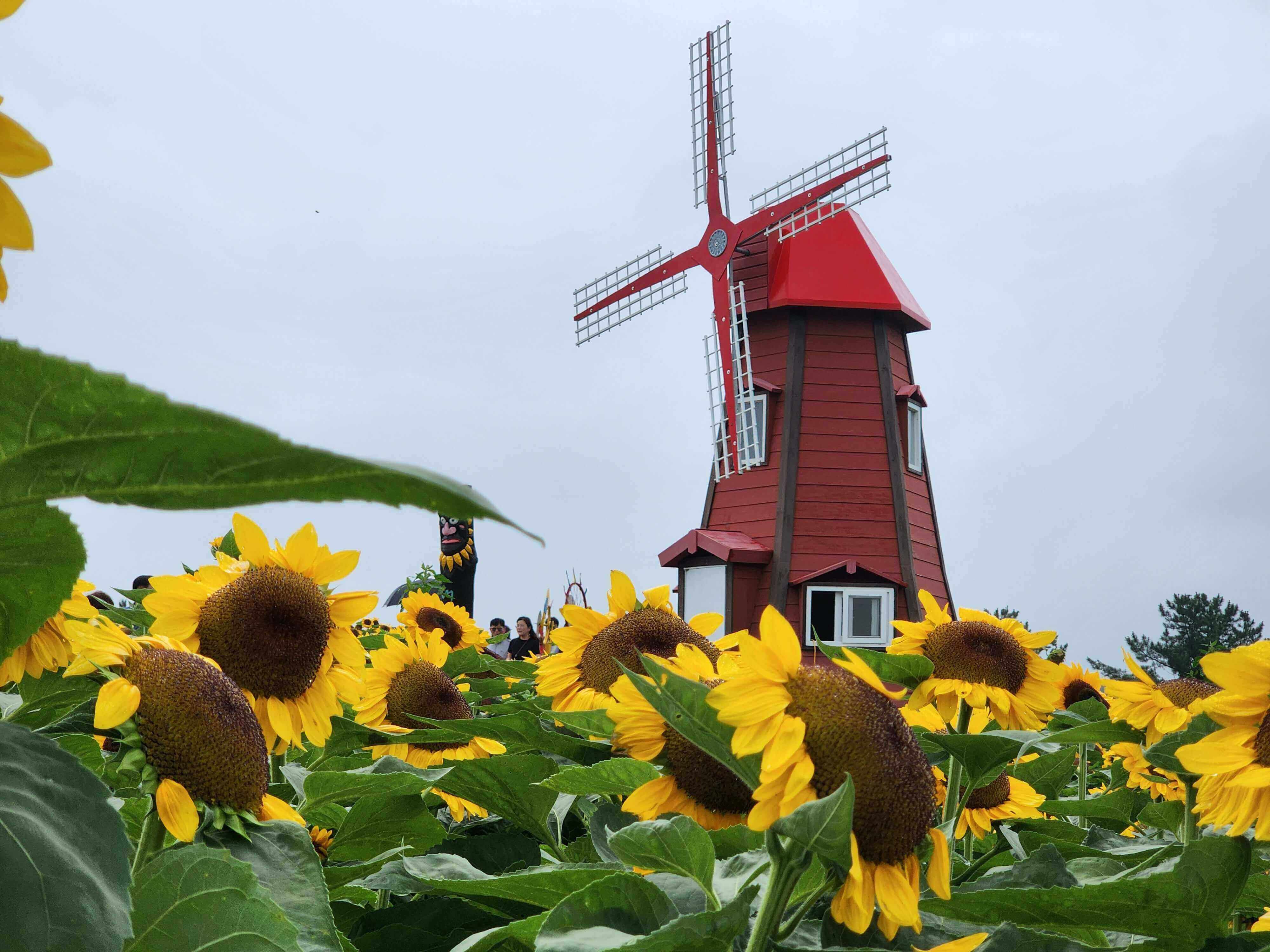 강주해바라기축제