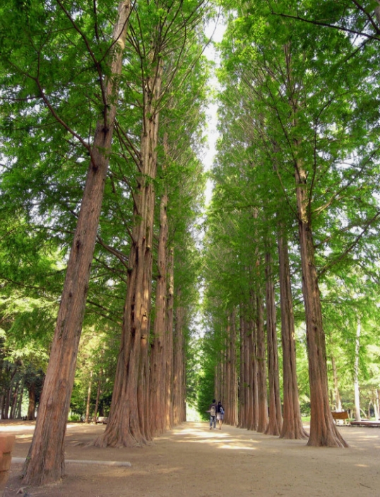 2024 년 남이섬 국내여행 /나미나라 공화국