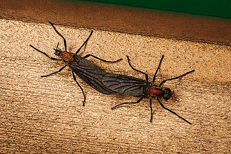 러브버그