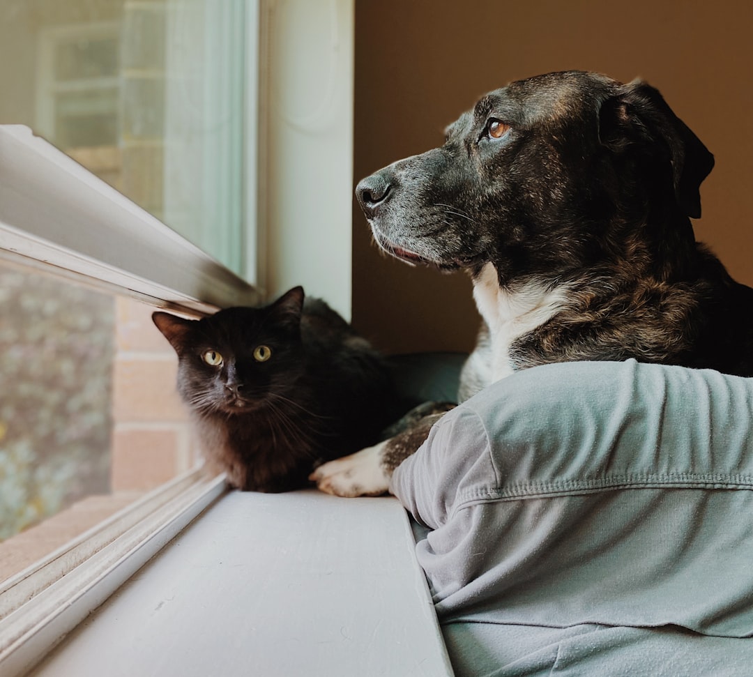 Companionship