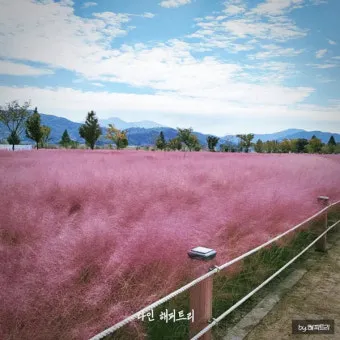평택 바람새마을 핑크뮬리 가을 여행 인생샷 명소 추천으로 안내_15