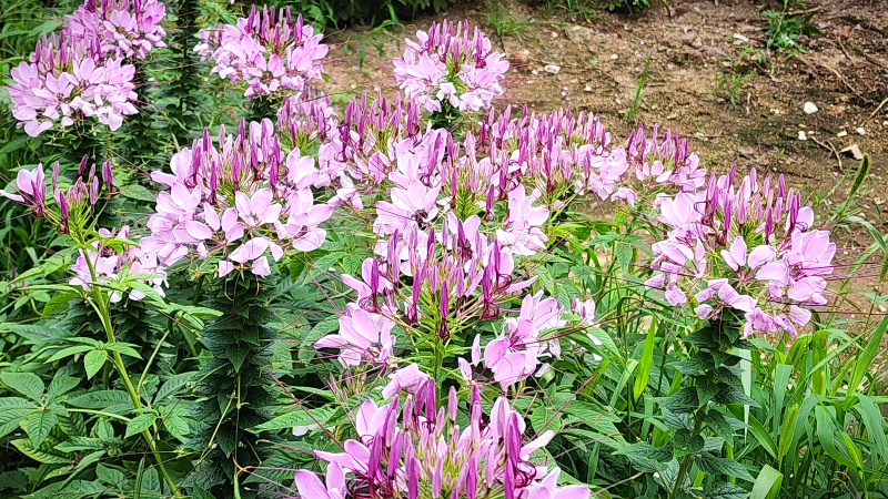 풍접초(風蝶草),족두리꽃, 백화채, 양각채