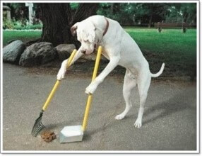 개가-일어나서-빗자루들고-똥을-치우는-사진