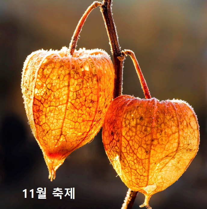 11월축제