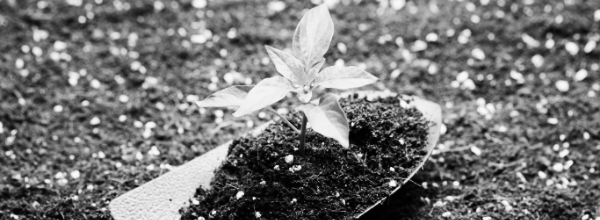 마사토 흙: 굳어지는 현상 방지