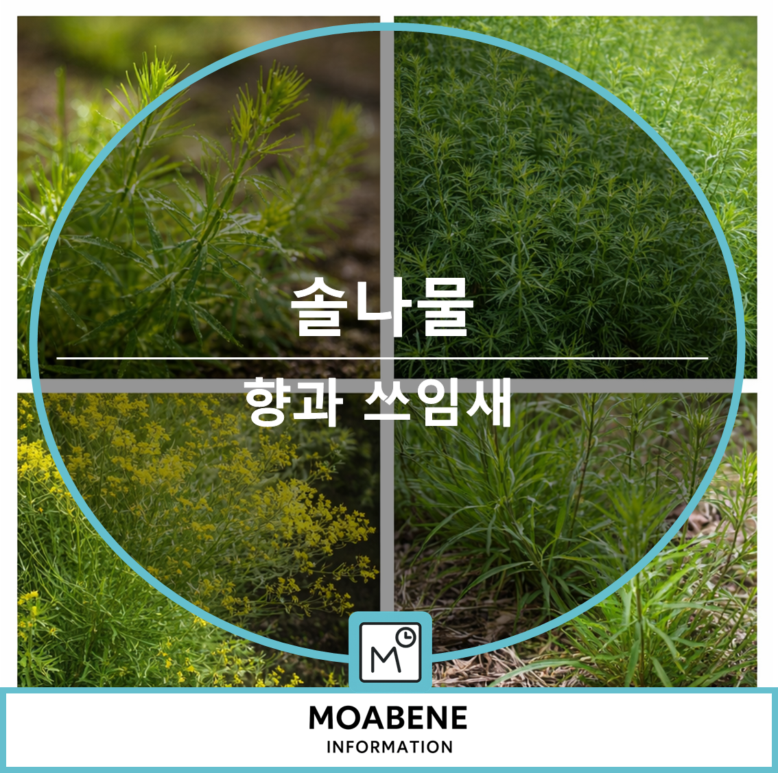 솔나물 특징과 먹는 법, 채취 시기부터 향과 쓰임까지 한눈에 살펴보기