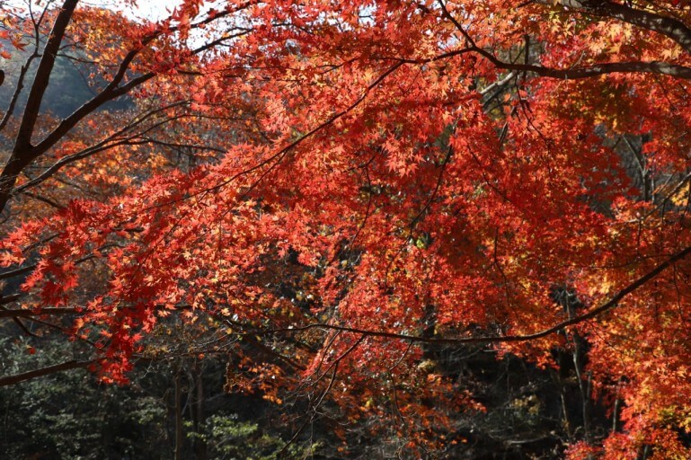 내장산 단풍 축제4
