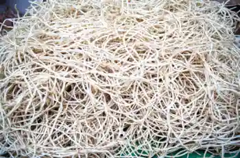 어성초 효능 효과 및 영양성분&amp;#44; 부작용