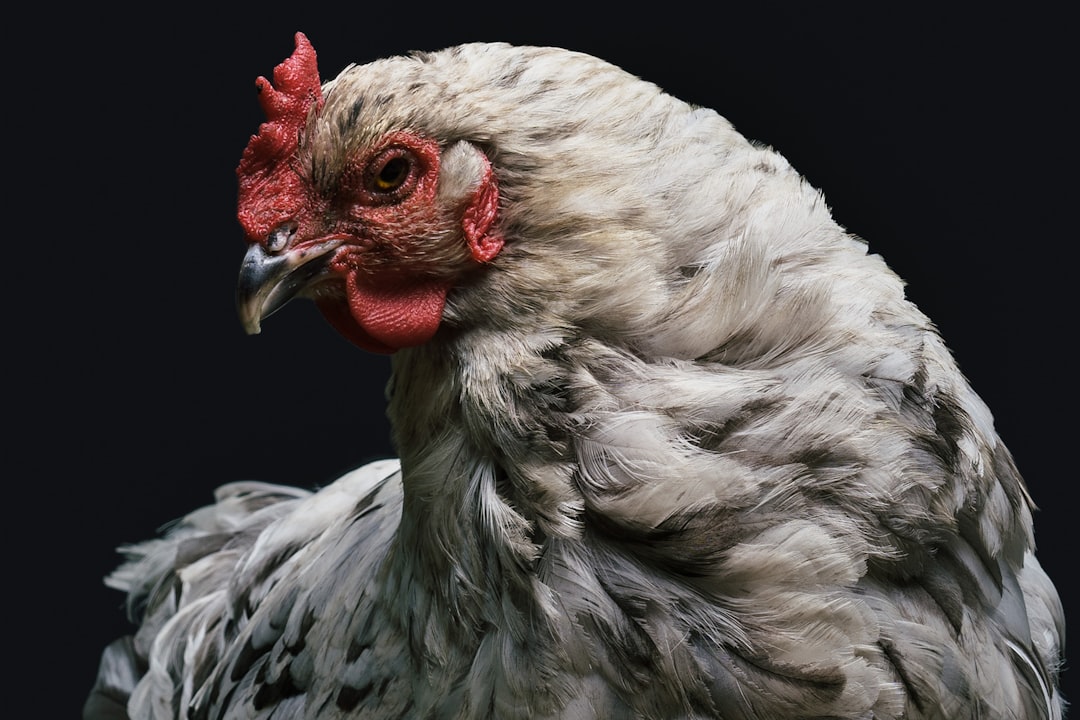 Chickens