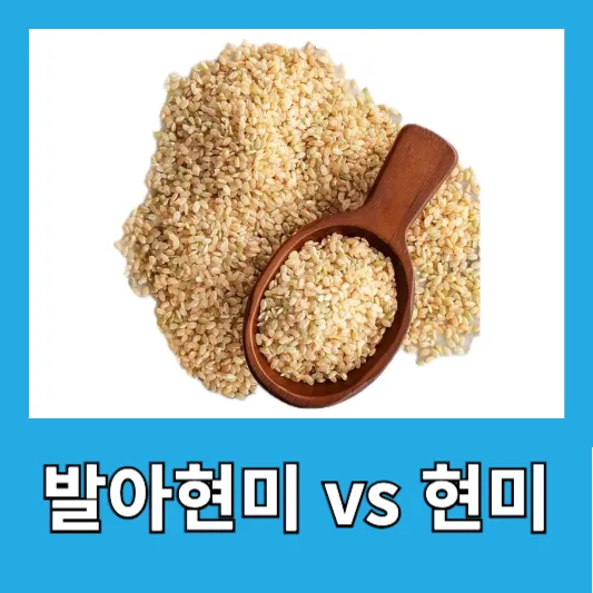 발아현미 현미 차이