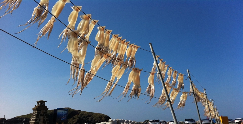 오징어 말리는 사진