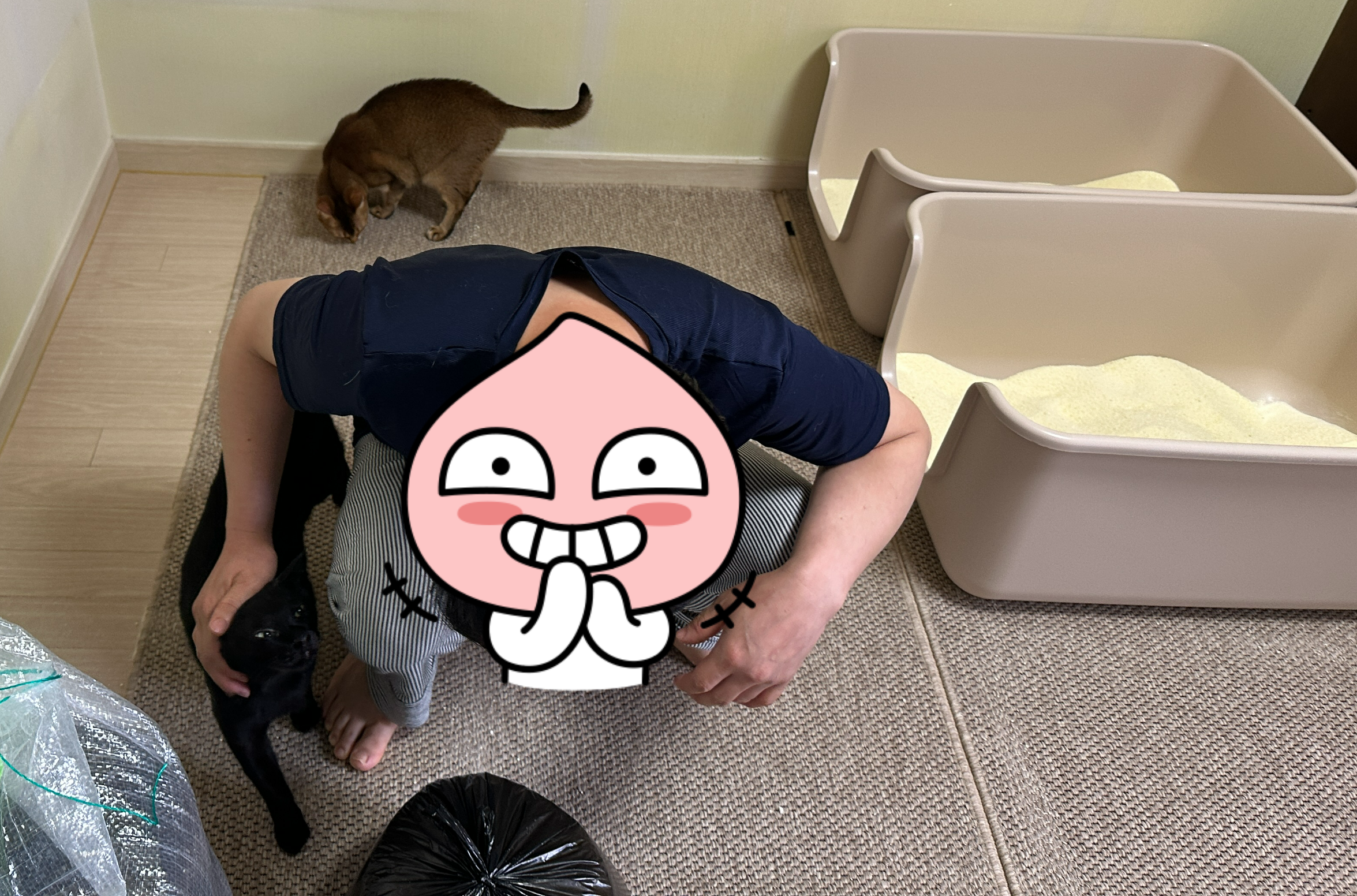 5월의 고양이들 화장실 모래 전체 갈이 (feat. 건이, 루디, 루나)