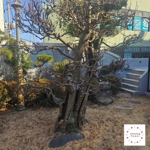 남산목-입구 오른쪽 나무