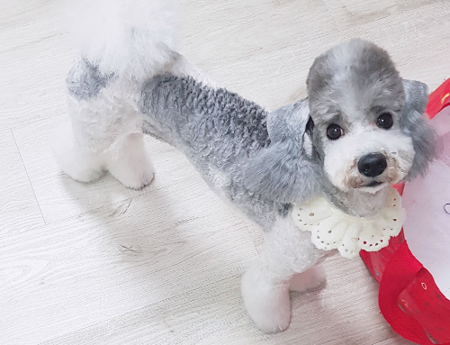 강아지쿠싱증후군