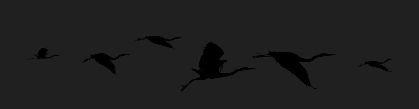 어두운 밤하늘에 새들이 열을 지어 날아가고 있는 사진