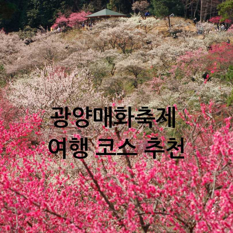2025년 광양매화축제 & 매화 개화 시기