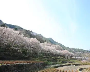 하동 십리벚꽃길 개화상황_18