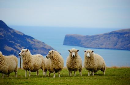 뉴질랜드 트레킹, 온천, 캠핑 속 쉼표