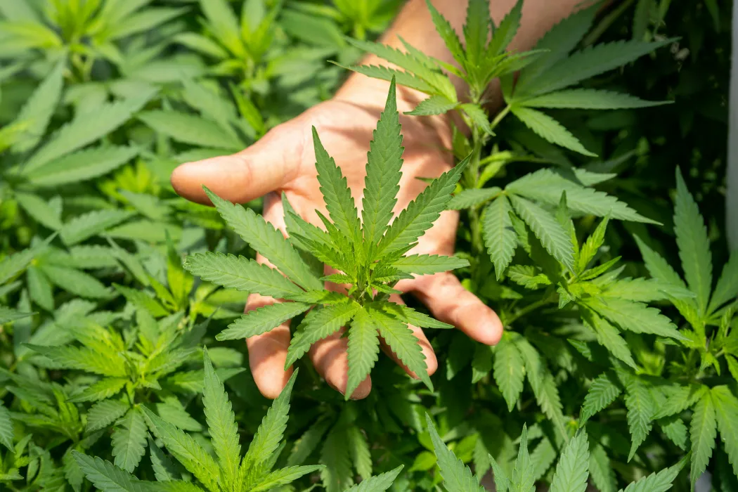 대마-사진
