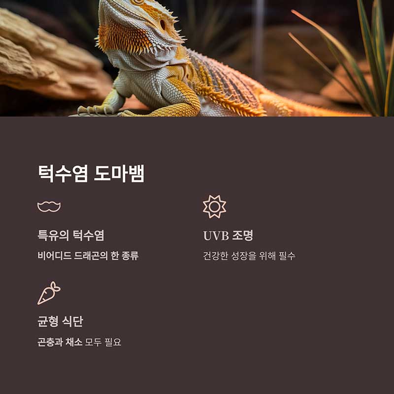턱수염 도마뱀 (Bearded Dragon)