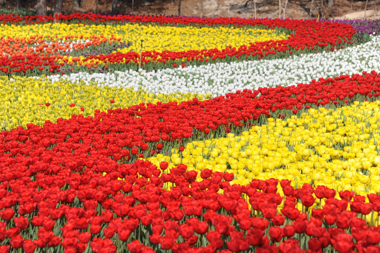 태안 튤립축제