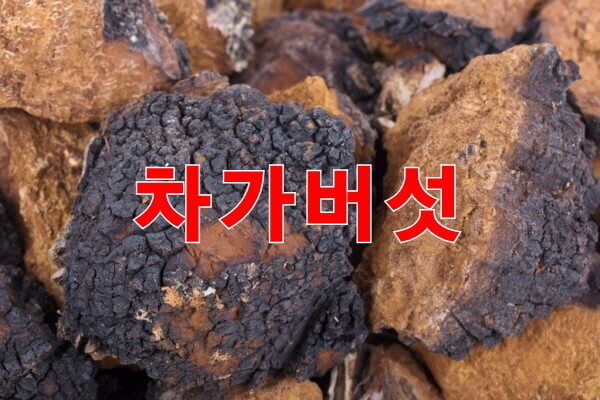 혈전분해에 도움이 되는 음식&amp;#44; 버섯