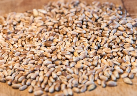 카무트 효소 효능