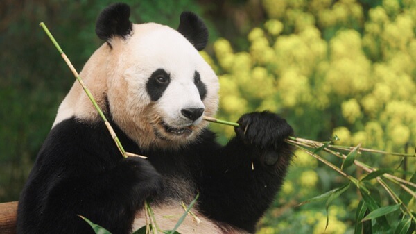 안녕할부지예매