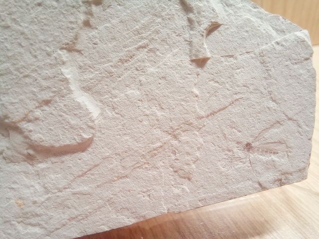 [관찰 학습] 고생대 중생대 화석 수집 (암모나이트 삼엽충 모기 새우) 