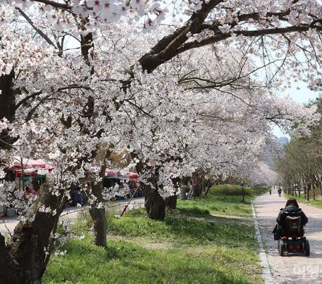 평택 벚꽃 명소