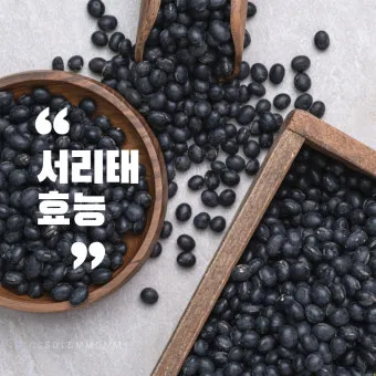 서리태 효능 콩물 만드는방법 수확시기 서리태콩 정보_4