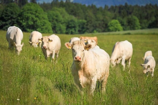 수목 농업(Silvopasture Farming) – 나무와 가축을 함께 기르는 혼합 농업 기법