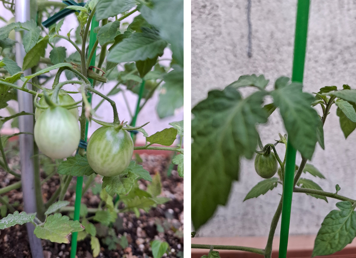 새로운 가지에서 계속 열리는 토마토
주렁주렁 아직 초록색으로 엄지손톱만하다