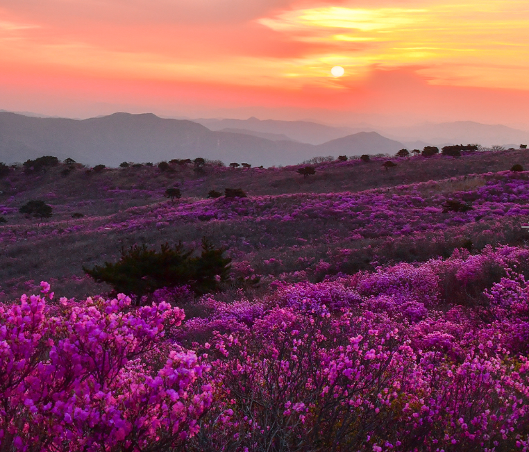 비슬산 참꽃 이미지